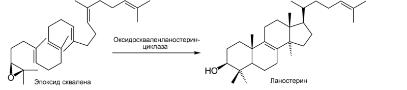 Циклизация в ланостерол