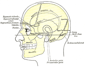 Вид головы сбоку. Область сосцевидного отростка (Mastoid process) расположена за ухом