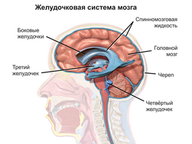 Желудочковая система мозга ответственна за производство и циркуляцию спинномозговой жидкости.
