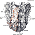 Крестец, задняя поверхность