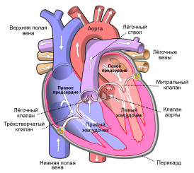 Схема сердца, спереди. Белыми стрелками указано направление кровотока в норме. Трикуспидальный клапан визуализируется слева