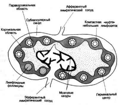 Схематическое изображение иммунологически активного лимфатического узла.