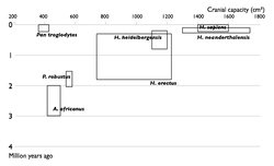 Described Hominin species, 1950