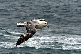 В полёте над морем