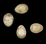 Яйца подвида Emberiza aureola в Тулузском музее