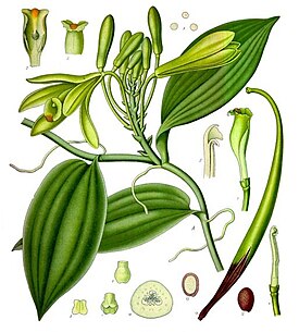 Vanilla planifolia. Ботаническая иллюстрация из книги Köhler’s Medizinal-Pflanzen, 1887
