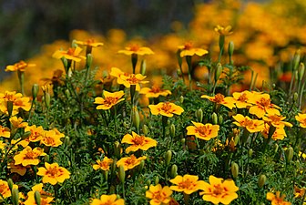 Tagetes tenuifolia