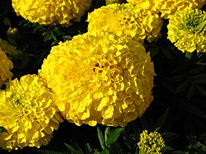 Tagetes erecta