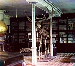 Скелет из коллекции УОЛЕ