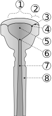 1. Диаметр чашки, 2. Ширина полей, 3. Форма полей, 4. Кромка полей, 5. Чашка, 6. Устье, 7. Канал, 8. Ножка