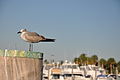 Чайка в гавани Майами