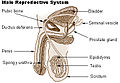 Мужская репродуктивная система