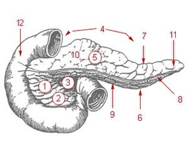 1: головка 2: крючковидный отросток 3: панкреатическая вырезка 4: тело 5: передняя поверхность 6: нижняя поверхность 7: верхний край 8: передний край 9: нижний край 10: сальниковый бугор 11: хвост 12: двенадцатиперстная кишка