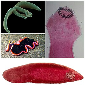 По спирали, начиная сверху слева: Eudiplozoon nipponicum (моногенеи), свиной цепень (ленточные черви), печёночная двуустка (трематоды), Pseudobiceros hancockanus[en] (ресничные черви)