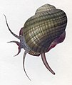 Pomacea paludosa, сифон в правом нижнем углу.