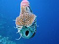 Nautilus belauensis, вид спереди. Виден открытый раструб воронки.