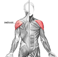 Дельтовидные мышцы