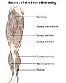 Мышцы ноги (спереди)