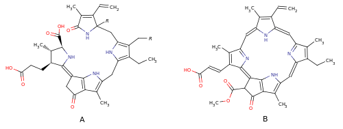 A — Люциферин динофлагеллят (R = H) и Euphausiidae (R = OH) B — хлорофилл C1