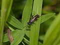 Macrophya duodecimpunctata