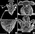 Наездник Dicopomorpha echmepterygis, мельчайшее насекомое