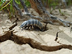 Hemilepistus reaumuri