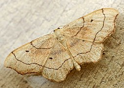 Idaea emarginata (Sterrhinae)