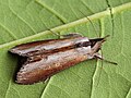 Cucullia asteris (Cuculliinae)