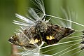 Panemeria tenebrata (Stiriinae)