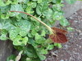 Aristolochia lindneri