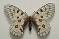 Parnassius bremeri