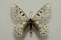 Parnassius acco