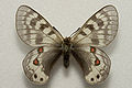 Parnassius delphius infernalis