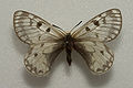 Parnassius boedromius