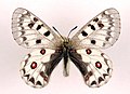 Parnassius jacquemontii