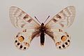 Parnassius charltonius самка