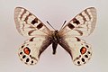 Parnassius charltonius