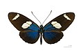 Heliconius sara Heliconiinae