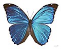 Morpho menelaus Morphinae