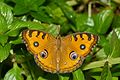 Junonia almana Nymphalinae