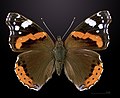 Vanessa atalanta Nymphalinae