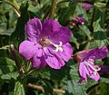 Epilobium hirsutum