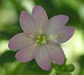 Epilobium montanum