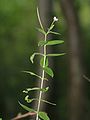 Epilobium parviflorum