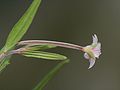 Epilobium palustre