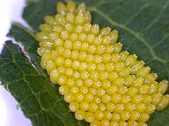 Яйца на верхней стороне листа Яблони (Malus domestica). Увеличение примерно в 20 раз.