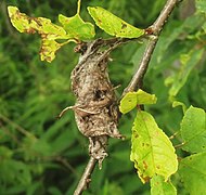 Зимнее гнездо гусениц боярышницы (Aporia crataegi) на черёмухе