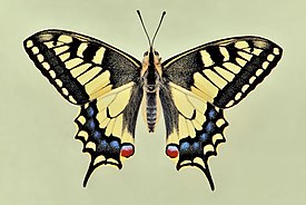 Махаон (Papilio machaon)