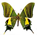 Teinopalpus imperialis, самец