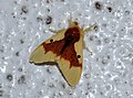 Nygmia solitaria (Lymantriinae, Nygmiini)